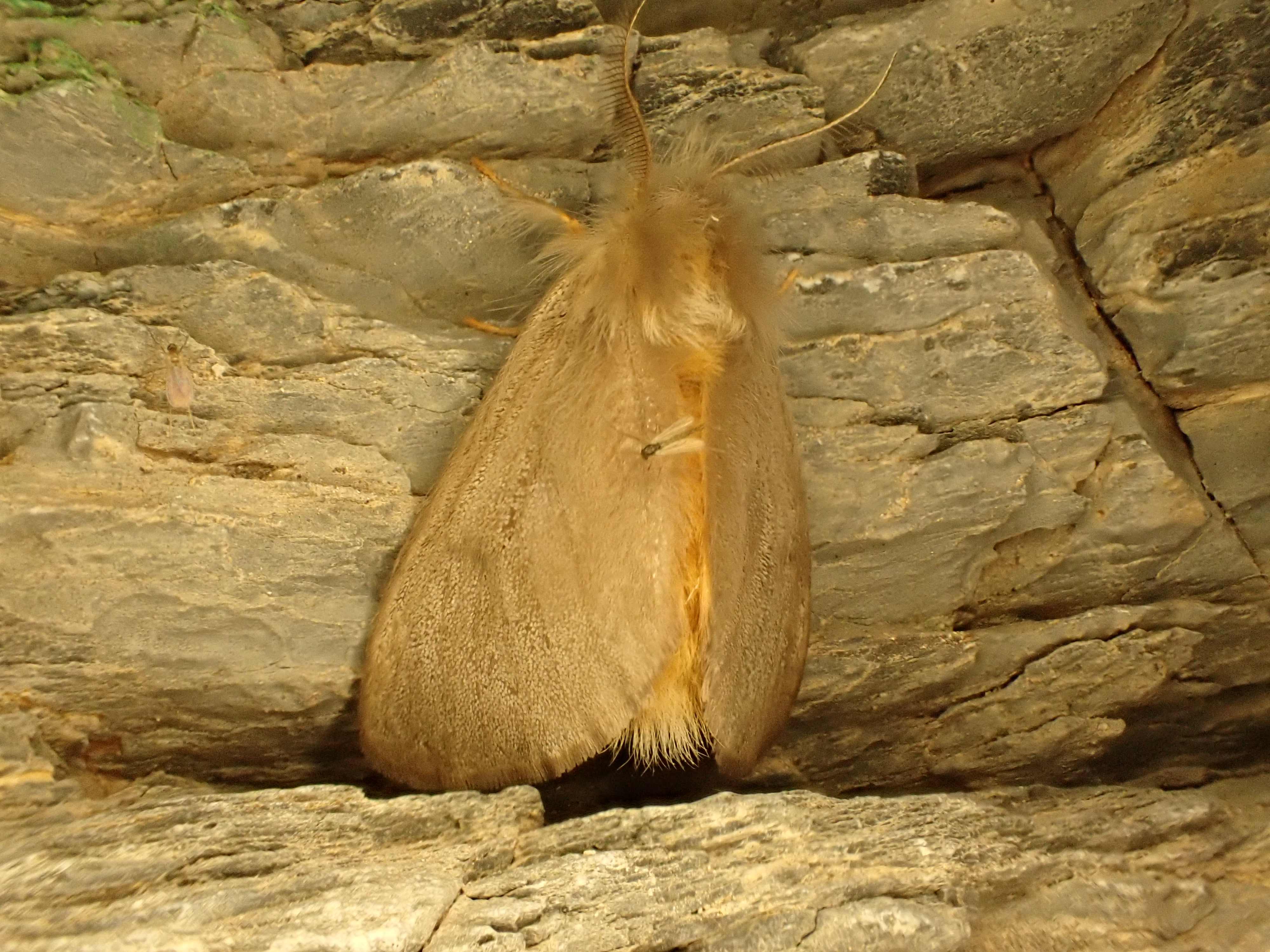 Ocnerogyia layla